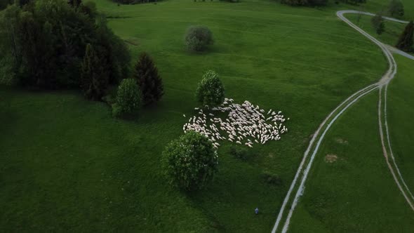 Aerial Shot with a Drone Around Sheep and Sheep Dogs