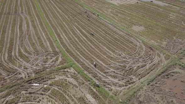  Aerial footage of buffaloes grazing in rice paddy fields and flying egrets. Langkawi, Malaysia alt