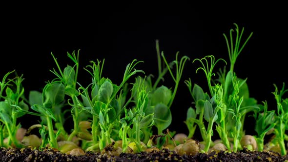 Peas Beans Germination on Black Background alt