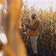 A Farmer Inspects Ripe Corn in a Dry Cornfield Before Harvesting - VideoHive Item for Sale