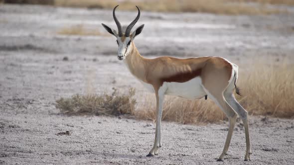 Springbok Antelope in the Wild