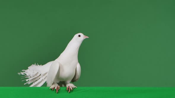 A Dove with White Beautiful Plumage Sits in a Studio with a Green Screen Chroma Key and Then Flaps alt