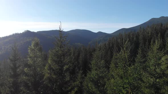 Beautiful Mountainous Area. Forest in the Mountains. View From Above. Trees Grow on Hills. Ukrainian