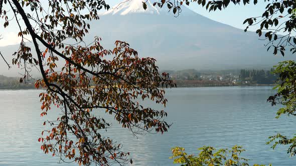 The Leaves of the Trees Hanging on the Lakeside of Lake Kawaguchi