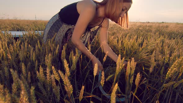 A Woman Who at Sunset Mows the Ripe Ears of Wheat with a Sickle. The Girl Cuts the Golden Ears of alt