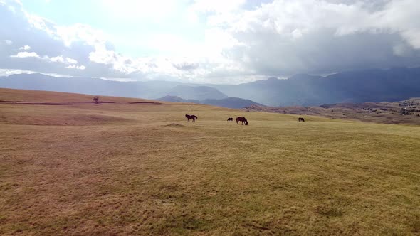 Aerial View of Horses Grazing on a Wide Meadow Near the High Mountains