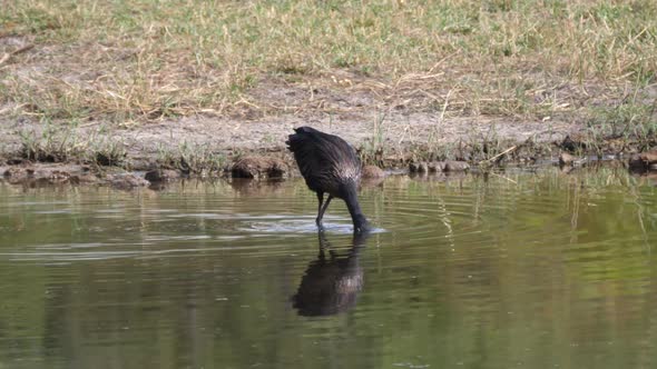 African Openbill walking in a pond searching for food alt