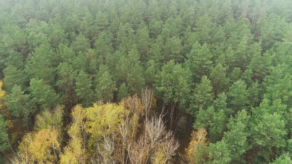 Top Down View of Autumn Forest Fall Woodland Aerial Shot