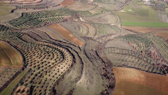 Drone view of trees and crops on fertile and cultivated fields on a sunny day alt