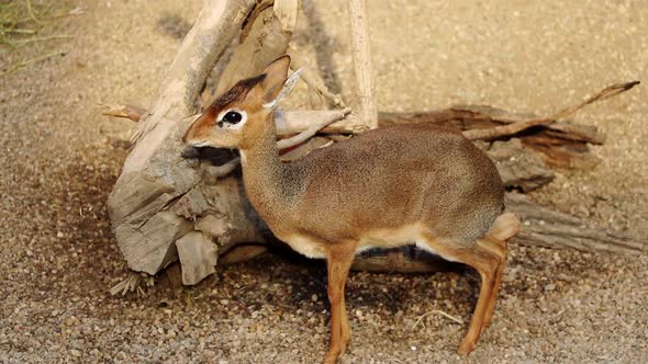Close-up on small antelopes, Dik Dik. Madoqua.