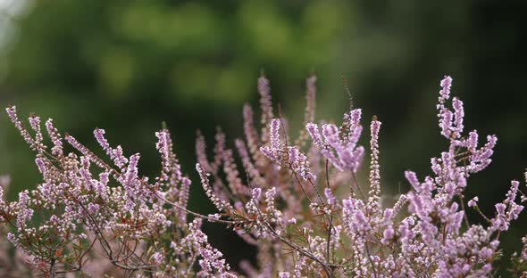 Heather flowers and chestnut trees. The Cevennes National park. Lozere department, France. alt