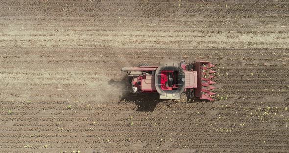 Top down view of Harvester machine harvest sunflower. Combine harvesting sunflower alt