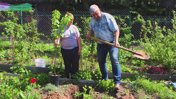 The Father Falls Asleep in the Hole with Black Soil the Boy Holds a Seedling alt