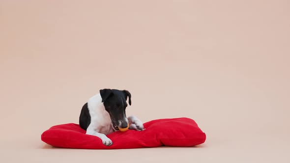 Front View of a Smooth Fox Terrier in the Studio on a Light Brown Background alt
