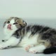 Resting Kitten - VideoHive Item for Sale
