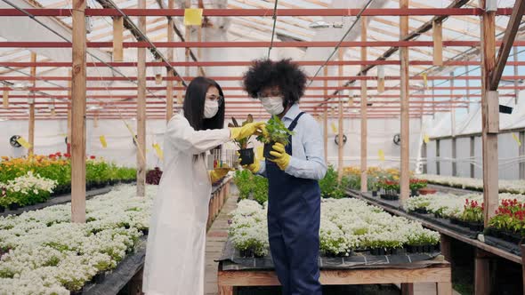 Female Agricultural Engineer in Greenhouse Wearing White Medicine Robe and Latin American Male alt