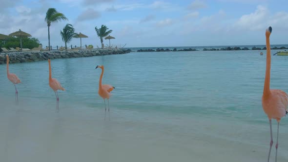 Aruba Beach with Pink Flamingos at the Beach Flamingo at the Beach in Aruba Island Caribbean alt