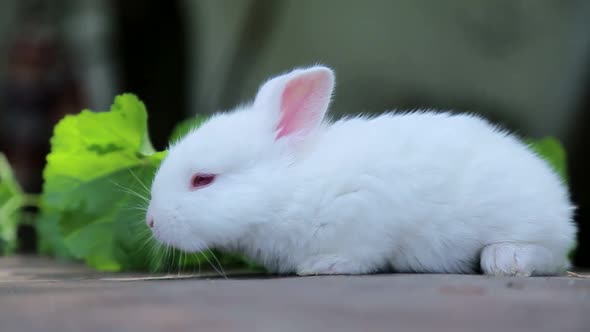 Little white bunny, rabbit on green grass, white rabbit little rabbit alt