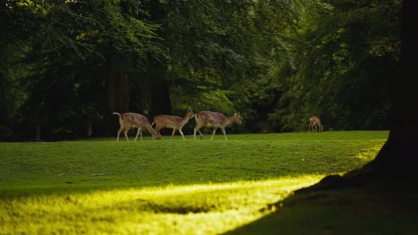 Female Deer Walking And Grazing Grass In Sunlit Forest alt