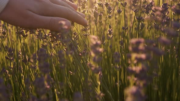 Woman Hands Touches the Tops of Levandule Flowers in the Rays of the Sunset alt