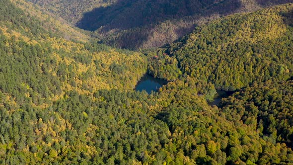 forest autumn 09 alt