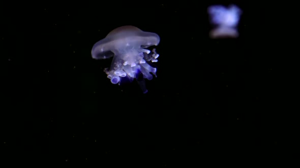 Jellyfishes Illuminated with Blue Moonlight Swimming