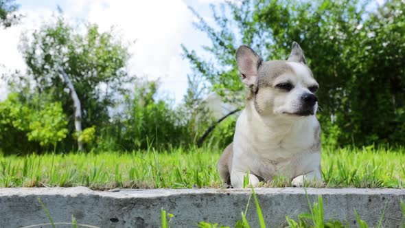 Chihuahua dog lies on the sun on a summer day.