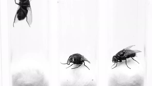 Many Flies in Test Tubes for Study in the Laboratory alt