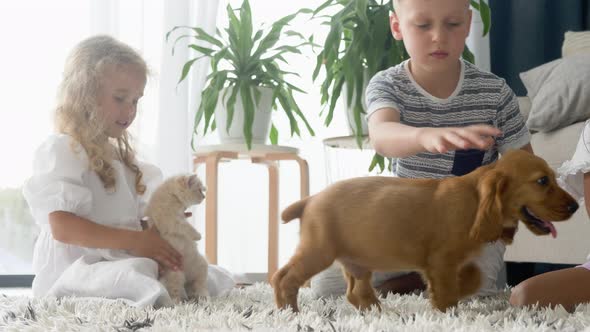 Children play with a cocker spaniel puppy and Scottish Fold kitty in living room