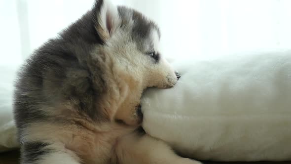 Cute Siberian Husky Chewing White Pillow alt