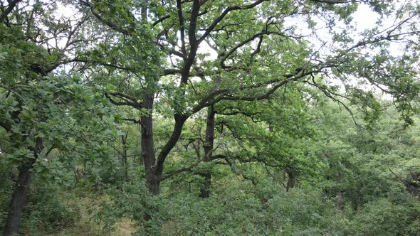 Aerial View of Green Forest in Summer. Ukraine. Slow Motion alt