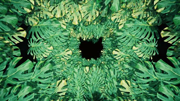 Flying On Swiss Cheese Plant 04 HD alt