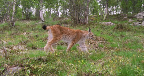 Focused Young European Lynx Walking in the Forest a Summer Evening