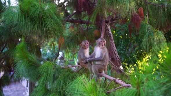 Young wild monkeys on coniferous tree, Vietnam. Wild monkey family in nature alt