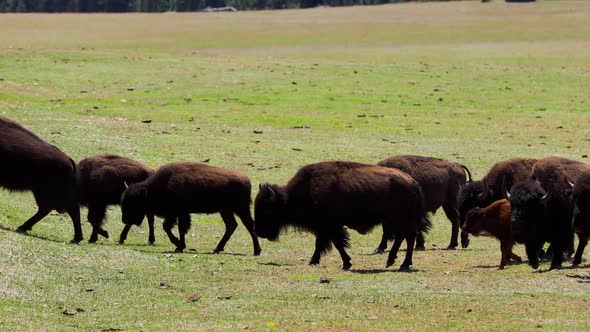A herd of bison in Arizona alt