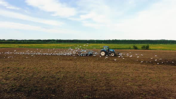Flock of Wild Birds Flies Around Tractor Working in Field alt