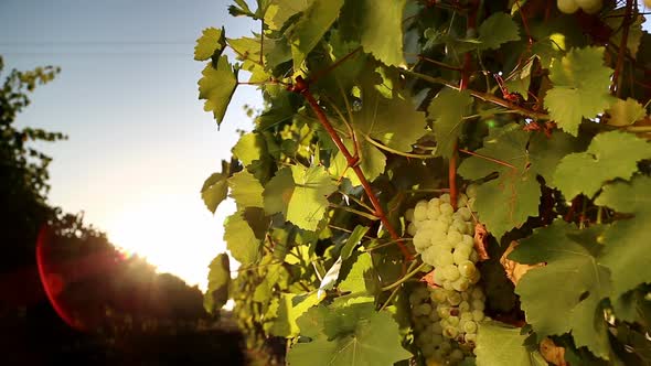White Grape of the Vineyard at Sunset