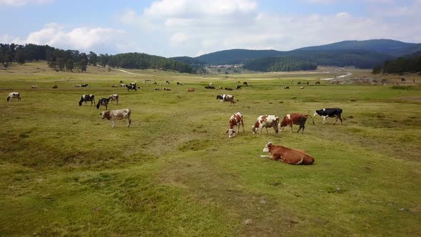 Grassing Cow Herd Beautiful Green Land Forest Mountains Drone View