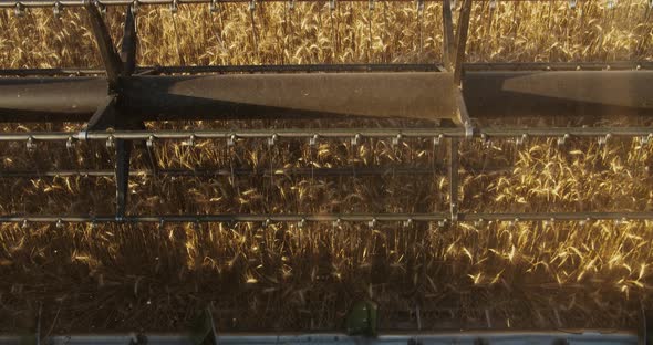 Harvester Combine Reel Closeup Cutting Wheat on Golden Hour at Field alt