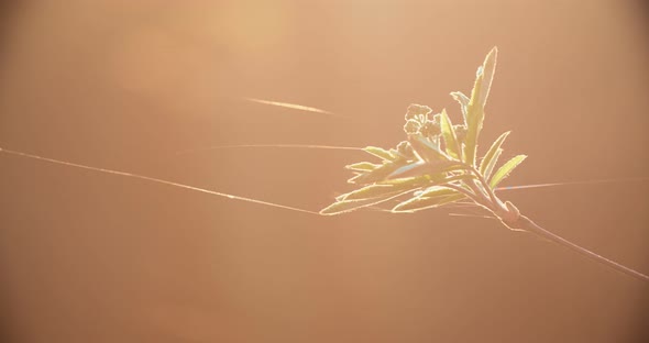 Young spring foliage develop in the wind of a spider web, a beautiful background. Sunset red light