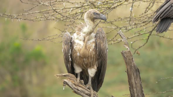 White-backed vulture in Maasai Mara alt