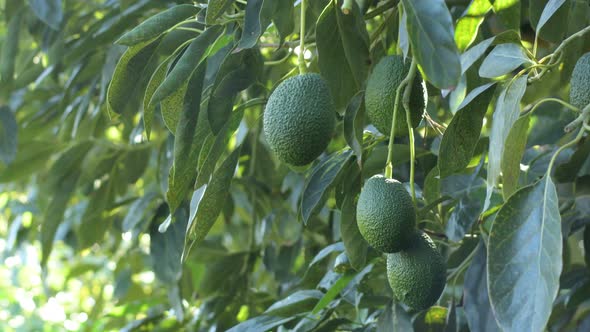 Avocados in a Avocado Tree alt