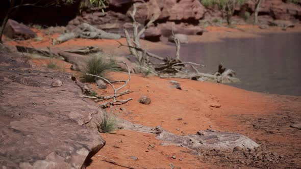Trees Near Colorado River in Grand Canyon alt