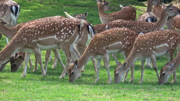 Fallow deer family in a green meadow in summer (Dama dama)