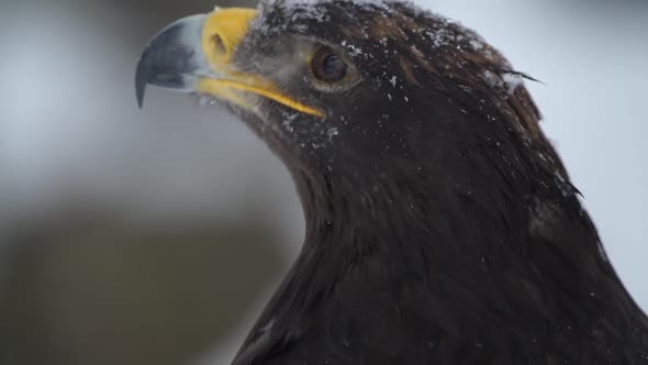 Spanish Imperial Eagle at Winter During Heavy Snowfall at National Park alt