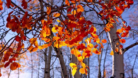 Aspen tree leaves glowing in the sunlight during Fall alt