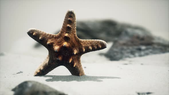 Red Starfish on Ocean Beach with Golden Sand alt