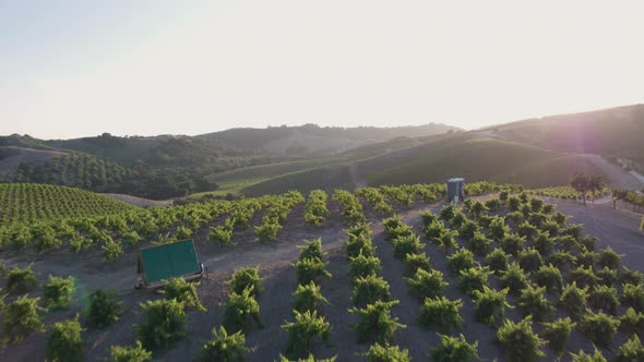 Aerial Drone Shot of Rolling Hills Covered in Vineyards During Sunset (Paso Robles, California) alt