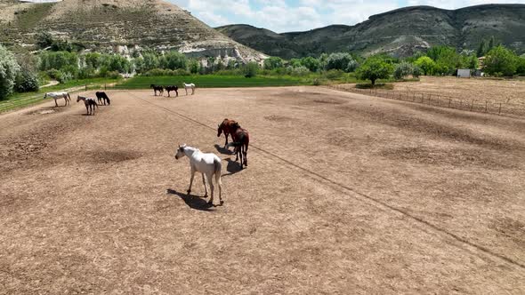 Horse ranch high in the mountains of Cappadocia Aerial view 4 K alt