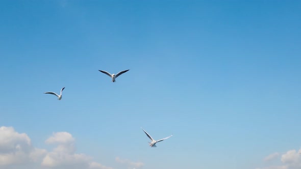 Flock Of Seagulls Flying In Blue Sky 